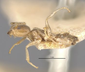 Media type: image;   Entomology 21345 Aspect: habitus lateral view
